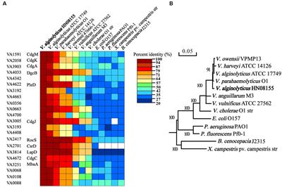 Bioinformatic and functional characterization of cyclic-di-GMP metabolic proteins in Vibrio alginolyticus unveils key diguanylate cyclases controlling multiple biofilm-associated phenotypes